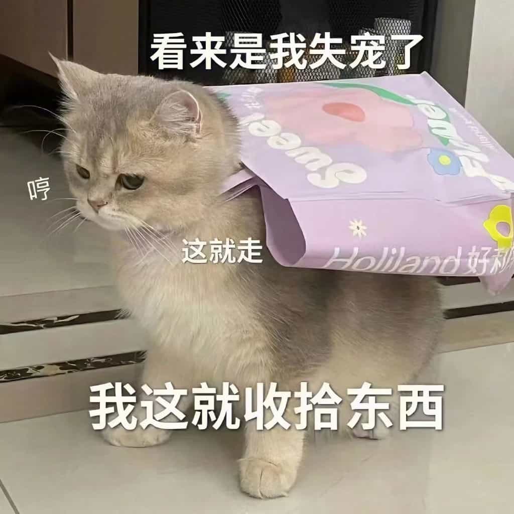 ,委屈,难受,猫,情侣,阴阳怪气,