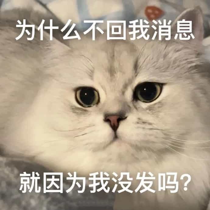 ,搞笑,沙雕,挑衅,嚣张,猫,情侣,阴阳怪气,