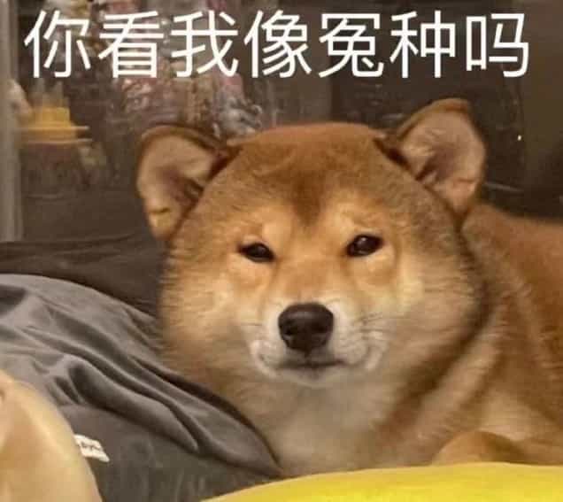 你看我像冤种吗 