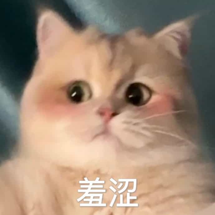 ,可爱,害羞,猫,情侣,