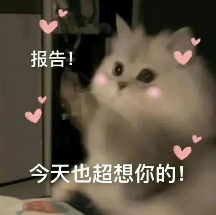 ,可爱,猫,情侣,撒娇,