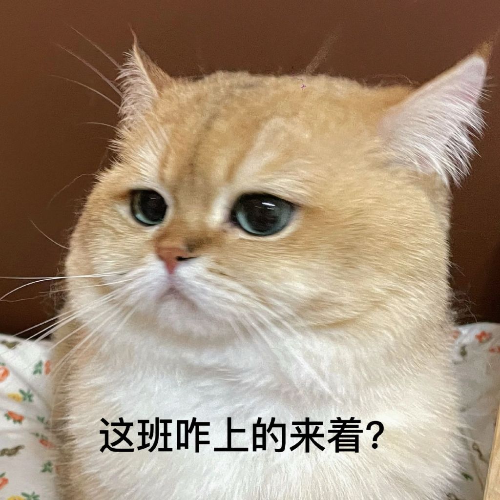 ,猫,打工人,