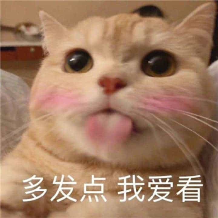 多发点我爱看 